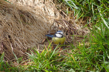 blue tit in grass with peanuts
