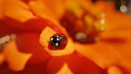 Lady bug on Zinnia flower, summer background with bokeh. Selective focus. Macro photo © ARTem