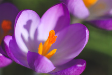 close up of purple crocus