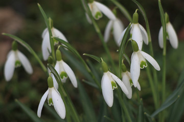 snowdrop flowers in the garden