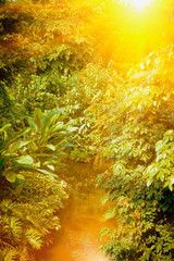 The wild nature. Beautiful landscape of  tropical forest with the river with reflection of sunlight at hot summer day.