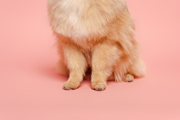 cropped view of red haired dog on pink