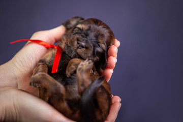Portrait of a cute dachshund puppy in studio