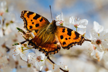 butterfly on a tree blossoms