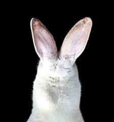 white rabbit on a black background.....