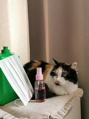 The cat lies on the table with a mask and antiseptic on the owner’s desktop during self-isolation of the house. Freelancer cat