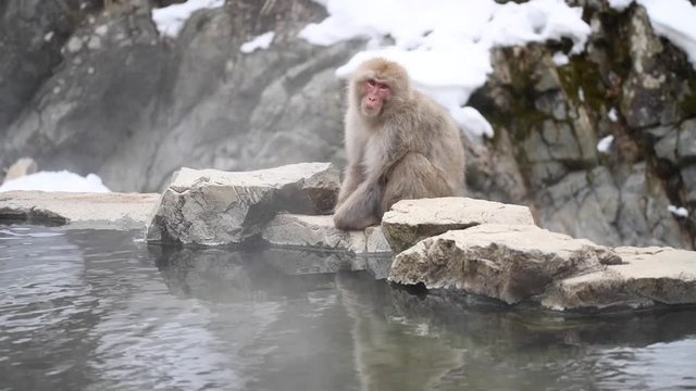 Macaca fuscata, snow monkey, cappone Nagano