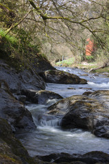 mountain river in the forest