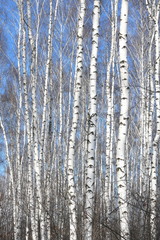 Fototapeta premium Young birches with black and white birch bark in spring in birch grove against background of other birches