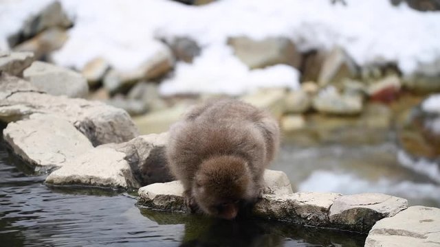 Macaca fuscata, snow monkey, cappone Nagano