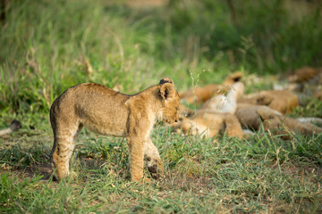 Lion cub stretching after a little afternoon nap.