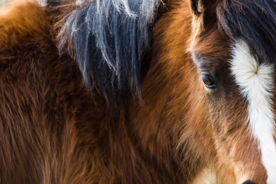 Beautiful Welsh Mountain pony