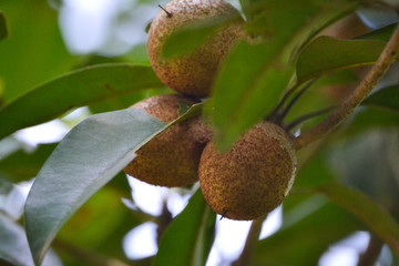 chiknoo fruits on tree
