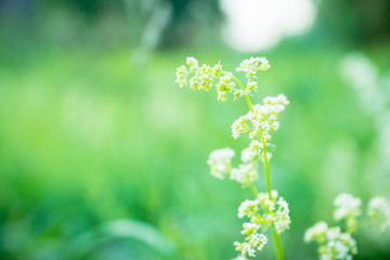 Grass on the field. Selective focus. Shallow depth of field.