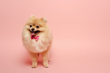 fluffy pomeranian spitz dog with cute bow tie standing on pink