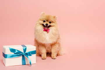 fluffy pomeranian spitz dog in bow tie with birthday present on pink