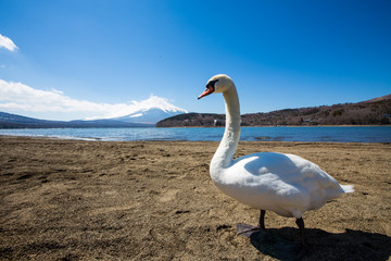 The lake in the background is Mount Fuji.