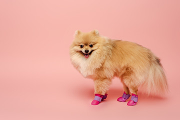 Fototapeta na wymiar funny pomeranian spitz standing in dog shoes on pink