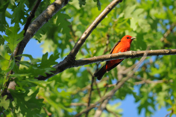 Scarlet Tanager