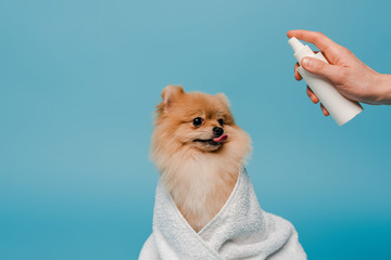 cropped view of groomer with spray bottle near cute dog wrapped in towel on blue - Powered by Adobe