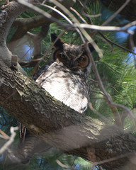 Great horned Owl perched in tree