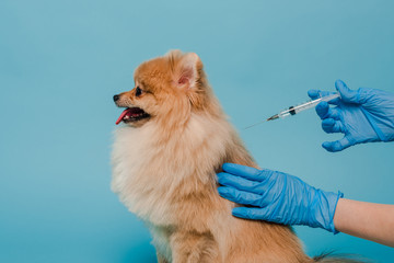 cropped view of veterinarian in latex gloves holding syringe and making vaccination for pomeranian...