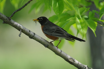 American Robins