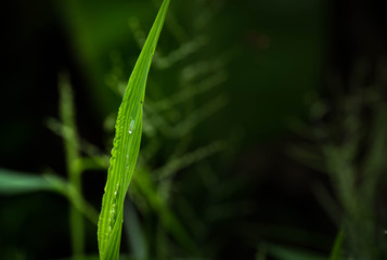symbol of green commitment and save water theme