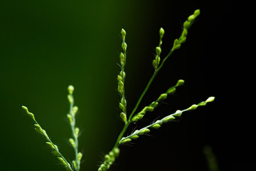 symbol of green commitment and save planet