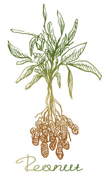 Peanut Plant. Hand Drawn Sketch. Graphic Illustration, Green And Brown Element.