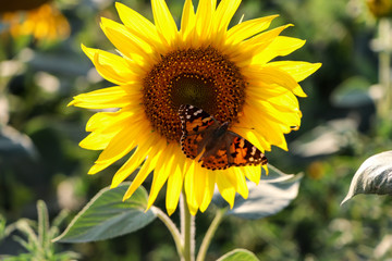 sunflower in the garden