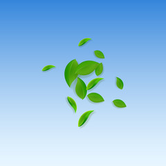 Falling green leaves. Fresh tea chaotic leaves fly