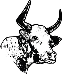 illustration of cow with with black and white texture