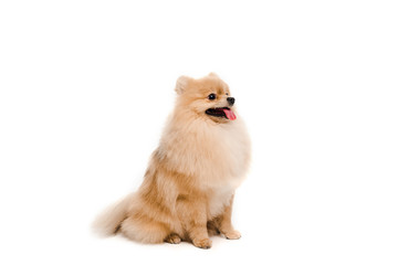 Fototapeta na wymiar adorable pomeranian spitz dog sitting isolated on white