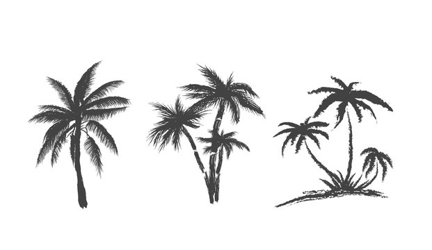 Set of palms trees on isolated on white background. Silhouettes art tree palms. Vector