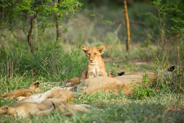 A pride of lions resting in the late afternoon light. They are displaying the great affection that makes them such successful animals. These strong social bonds mean they can hunt larger prey.