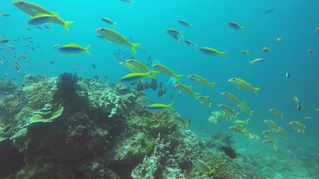 Underwater coral reef and tropical fish in Indian Ocean 