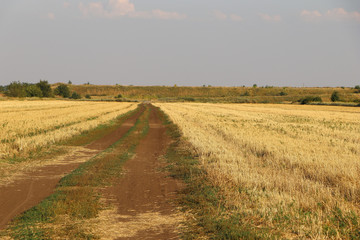 Fototapeta na wymiar rural landscape with a wheat field