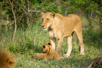 Fototapeta na wymiar A pride of lions resting in the late afternoon light. They are displaying the great affection that makes them such successful animals. These strong social bonds mean they can hunt larger prey.