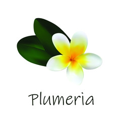 Realistic vector image of a white-yellow plumeria flower on a white background with the inscription "Plumeria". Made in a realistic style with color transitions on the flower.