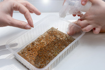 germination of arugula seeds in a plastic container. hands closeup. hydroponics. microgreen at home.
