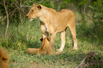 Naklejka premium A pride of lions resting in the late afternoon light. They are displaying the great affection that makes them such successful animals. These strong social bonds mean they can hunt larger prey.