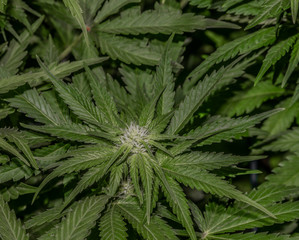 Fototapeta na wymiar White Russian variety of marijuana flower with young bloom indoor