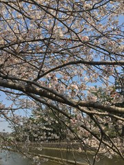 Sakura flowers in Japan. Cherry branch with flowers in spring bloom. A beautiful Japanese tree branch with cherry blossoms. Fresh Pink Flowers, Beauty Of Fresh Blossoms Petals