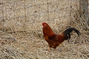 Rhode Island Red Rooster