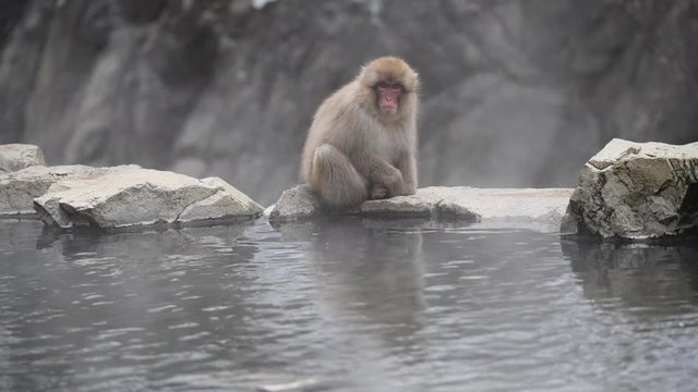 Macaca fuscata, snow monkey, cappone Nagano