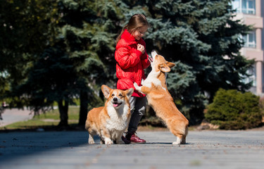 little girl full growth and corgi dog outdoors