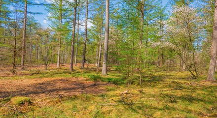 Trees in a forest below a blue sky in sunlight in spring