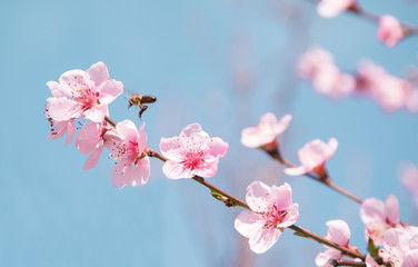 Fototapeta na wymiar cherry blossom in the garden. beautiful flower.
