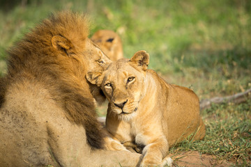 A pride of lions resting in the late afternoon light. They are displaying the great affection that makes them such successful animals. These strong social bonds mean they can hunt larger prey.